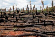 Νέες ρυθμίσεις από την Κομισιόν κατά της αποψίλωσης των δασών