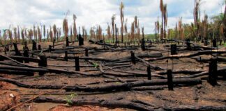 Νέες ρυθμίσεις από την Κομισιόν κατά της αποψίλωσης των δασών