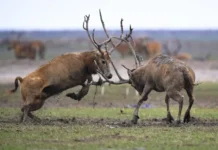 Θαύμα της Φύσης: Αναγεννάται στην Κίνα, μετά από 125 χρόνια από την εξαφάνισή του, το ελάφι του πατέρα Δαβίδ