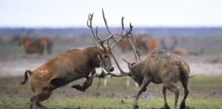 Θαύμα της Φύσης: Αναγεννάται στην Κίνα, μετά από 125 χρόνια από την εξαφάνισή του, το ελάφι του πατέρα Δαβίδ