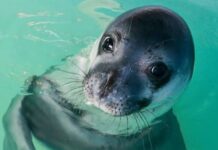 Η «ελληνική τραγωδία» της μεσογειακής φώκιας στα νερά του μαζικού τουρισμού