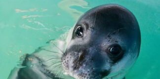 Η «ελληνική τραγωδία» της μεσογειακής φώκιας στα νερά του μαζικού τουρισμού