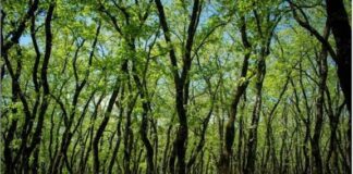 Τα δάση πληρώνουν την ανικανότητα και την αδιαφάνεια